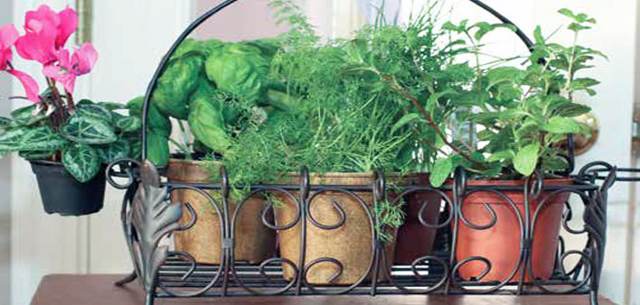 Spring2017_herbs