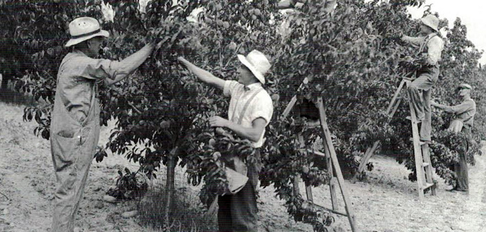 fall2012_cider