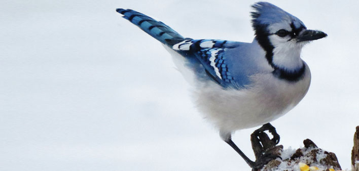 watchthebirdie