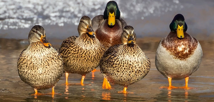 ducks
