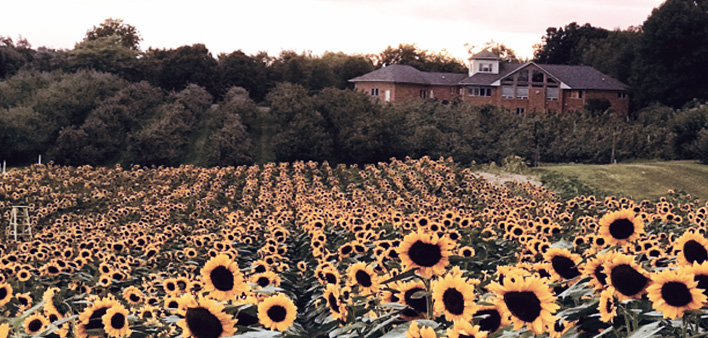 flower_above