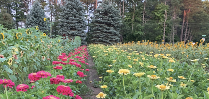 picking_flowers